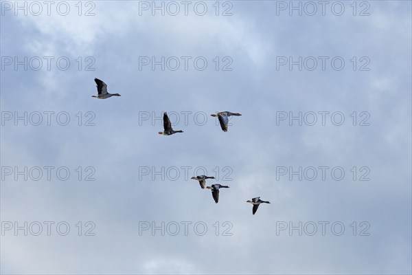 Flying grey geese (Anser anser), Goldhöft, Geltinger Birk, Gelting, Schleswig-Holstein, Germany, Europe