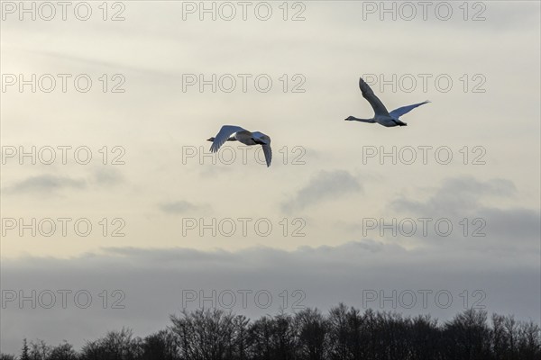 Flying swans (Cygnus), Goldhöft, Geltinger Birk, Gelting, Schleswig-Holstein, Germany, Europe