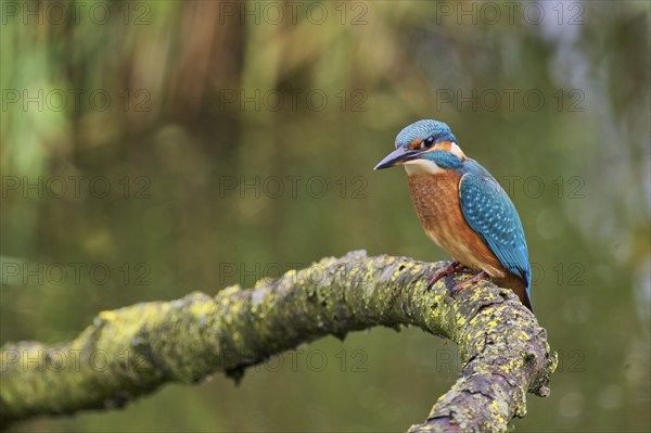 Common kingfisher (Alcedo atthis), Lower Saxony, Germany, Europe