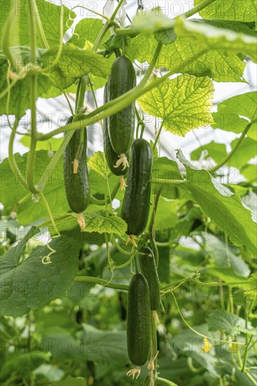 Cultivation of mini cucumbers, snack cucumbers, in a greenhouse, near Straelen, North Rhine-Westphalia, Germany, Europe