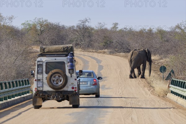 African bush elephant (Loxodonta africana), adult male, crossing the asphalt road, in front of two vehicles, stopping on the bridge over the Olifants River, Kruger National Park, South Africa, Africa