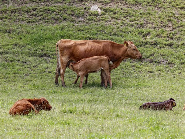 A calf drinks mother's milk in a pasture, Welschensteinach, 20 05 2023