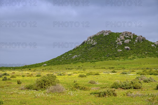 Spring blossom, wildflower blossom at Postberg, Langebaan Lagoon, West Coast National Park, West Coast National Park, Western Cape, South Africa, Africa