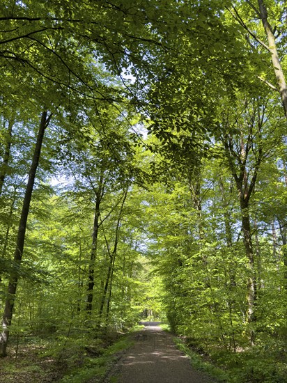 Forest path through beech forest beeches (Fagus) trees deciduous trees sprouting leaves in green mixed deciduous forest in May spring, North Rhine-Westphalia, Germany, Europe