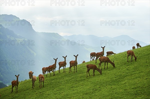 Red deer (Cervus elaphus) hinds standing on a meadow in the mountains in tirol, herd, Kitzbühel, Wildpark Aurach, Austria, Europe