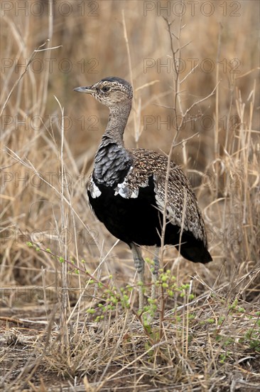 Red-crested Bustard (Lophotis ruficrista), adult, foraging, alert, Kruger National Park, Kruger National Park, Kruger National Park South Africa