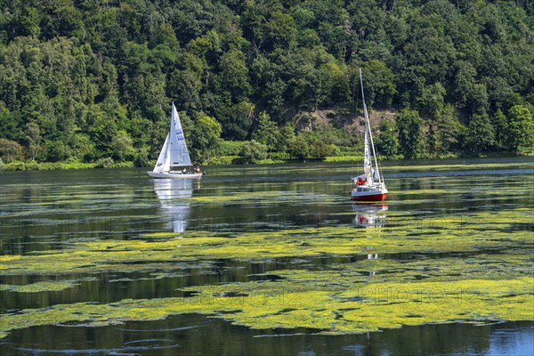 Green carpet of plants on Lake Baldeney in Essen, proliferating aquatic plant Elodea, waterweed, an invasive species, the fast-growing aquatic plant proliferates on large parts of the Ruhr reservoir, increased water temperatures accelerate growth, leisure boat traffic is severely impaired, sailing boats, Essen, North Rhine-Westphalia, Germany, Europe