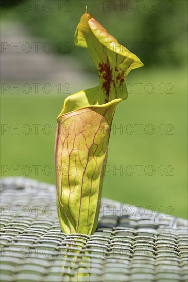 Green pitcherplant (Sarracenia oreophila), Botanical Garden, Erlangen, Middle Franconia, Bavaria, Germany, Europe