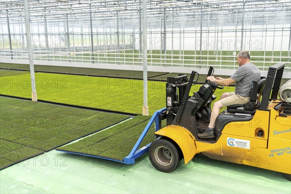 Horticultural business, cuttings, heather, heather plants, Calluna vulgaris, are transported after growing and repotting, into a greenhouse, for further growth, North Rhine-Westphalia, Germany, Europe