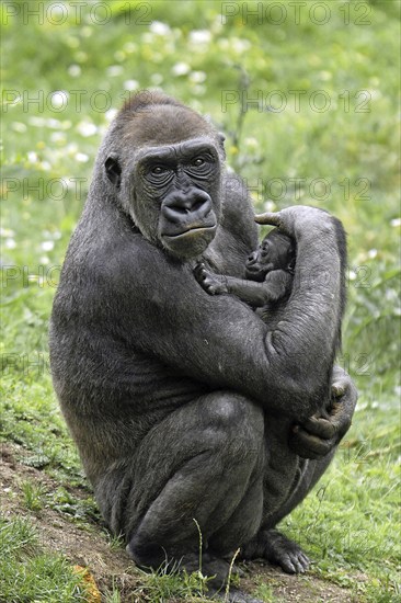 Gorilla, mother with baby