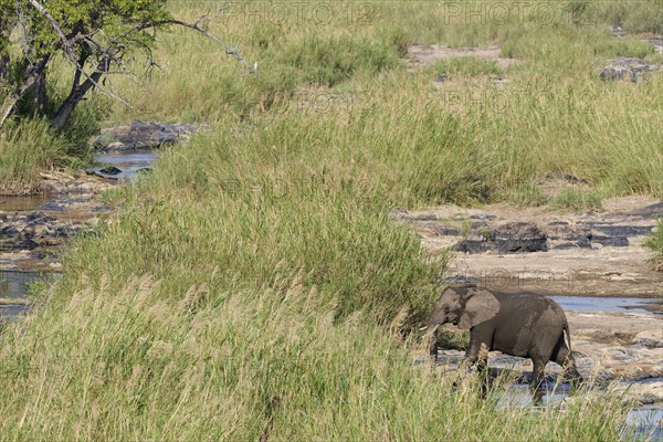 African bush elephant (Loxodonta africana), adult, crossing the bed of the Olifants River, Kruger National Park, South Africa, Africa