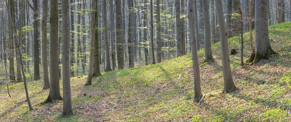 Beech forest in early spring, first tender green leaves, Hainich National Park, Bad Langensalza, Thuringia, Germany, Europe