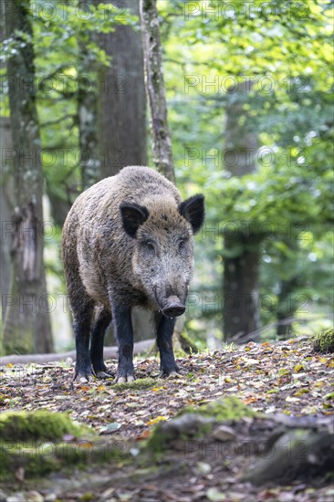 Wild boar (Sus scrofa), boar, Vulkaneifel, Rhineland-Palatinate, Germany, Europe