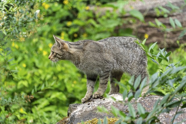 A cat stands on a stone and attentively observes its surroundings in the green forest, wild cat (Felis silvestris), kittens, Germany, Europe