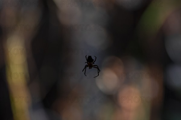 Orb-weaver spider (Araneidae) in its web, Silhouette against the light at night, Creepy night shot, At night in the tropical rainforest, Refugio Nacional de Vida Silvestre Mixto Bosque Alegre, Alajuela province, Costa Rica, Central America
