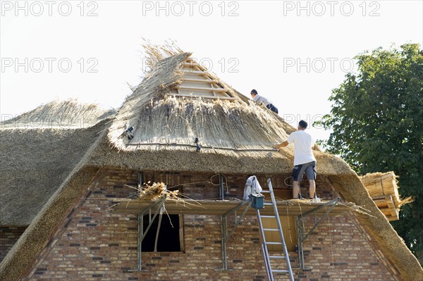 Roofer covering a thatched roof, Föhr, North Frisian Islands, North Frisia, Schleswig-Holstein, Germany, Europe