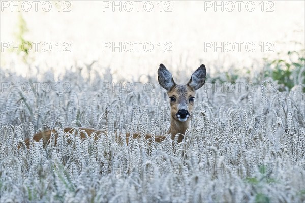 A european roe deer (Capreolus capreolus) looks out of a wheat field in a quiet landscape, Hesse, Germany, Europe