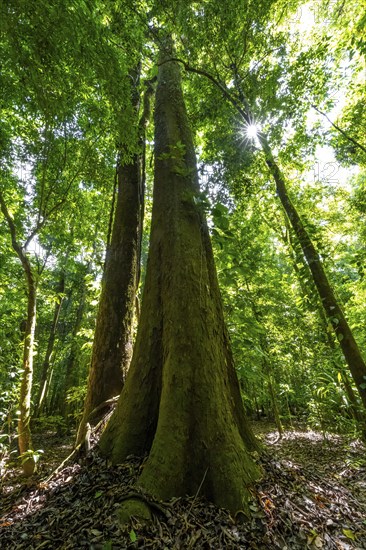 Tall trees in dense vegetation in the rainforest, Sun Star, Corcovado National Park, Osa, Puntarena Province, Costa Rica, Central America