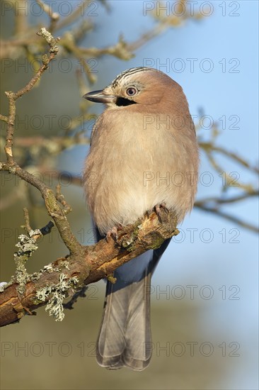 A jay (Garrulus glandarius), sitting on a branch against a blue sky, Odenwald, Hesse, Germany, Europe