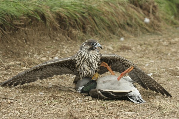 Gerfalcon (Falco rusticolus) young mallard with mallard drake (Anas platyrhynchos) Allgäu, Bavaria, Germany, Allgäu, Bavaria, Germany, Europe