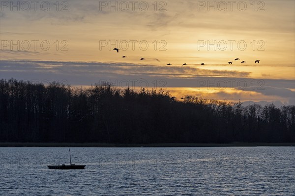 Boat, trees, sunset, wild geese in flight, Goldhöft, Geltinger Birk, Gelting, Schleswig-Holstein, Germany, Europe