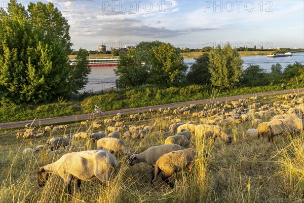Flock of sheep on the dyke of the Rhine meadows near Duisburg-Baerl, on the other side of the Rhine the Thyssenkrupp Steel steelworks and Duisburg-Beeckerwerth, RW, Germany, Europe