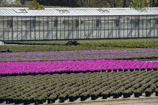 Nursery, plant cultivation, ornamental plants grow in flower pots, outdoors, greenhouse, Düsseldorf-Volmerswerth, Germany, Europe