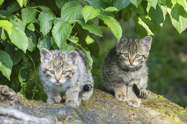Two striped kittens sitting next to each other on a tree stump under green leaves, wildcat (Felis silvestris), kittens, Germany, Europe