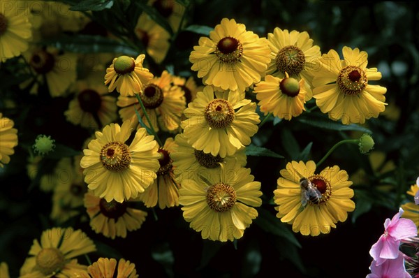 Helenium (Helenium-Hybride)