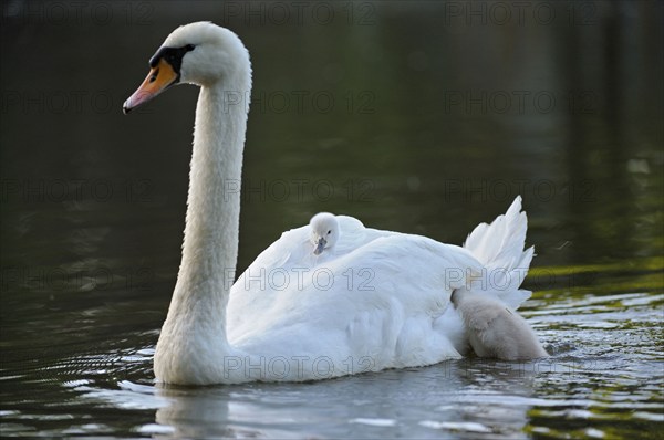 Mute swan (Cygnus olor) with chicks, North Rhine-Westphalia, Mute swan, Germany, Europe