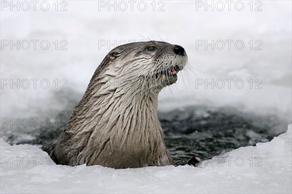 Canadian Otter looking out of ice hole (Lutra canadensis)