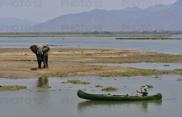 Park ranger approaches an elephant (Loxodonta africana) by canoe, Zambezi River, Mana Pools National Park, Mashonaland West Province, Zimbabwe, Africa