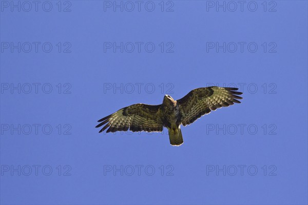 Common Buzzard (Buteo buteo) in flight against blue sky