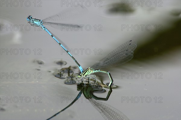 Azure damselfly (Coenagrion puella), pair, mating, azure damselfly, Germany, Europe