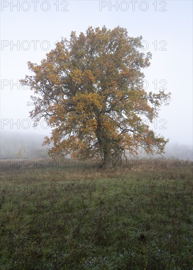 English oak (Quercus robur), solitary tree in a meadow, with yellow leaves in autumn, fog, Thuringia, Germany, Europe