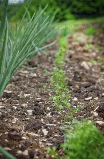 Onions and carrots like to grow next to each other in the organic garden in early summer. Organic garden with onion and carrot growing