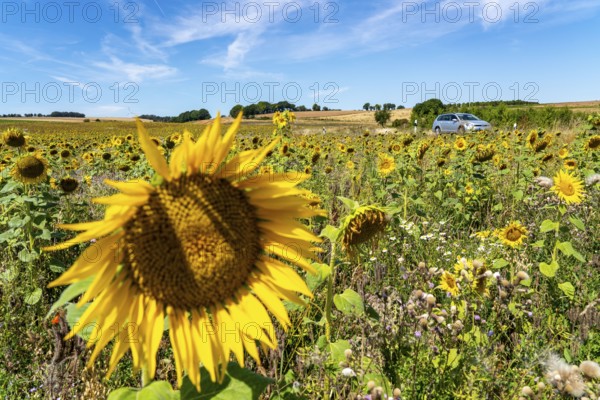 Country road, with car, sunflower field south-east of Nideggen, in the Rureifel, North Rhine-Westphalia, Germany, Europe