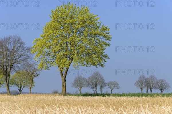 Deciduous tree, maple (Acer) blossoms in early spring, North Rhine-Westphalia, Germany, Europe