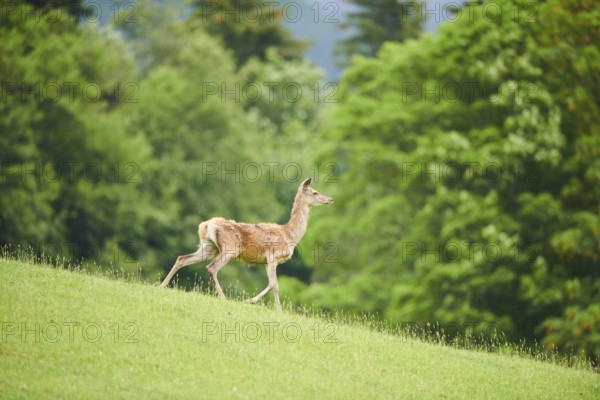 Red deer (Cervus elaphus) hind running on a meadow in the mountains in tirol, Kitzbühel, Wildpark Aurach, Austria, Europe