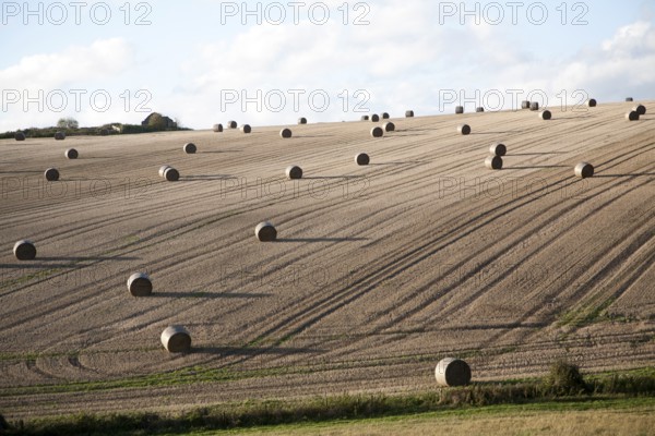 Round straw bales dotted around a sloping field, Marlborough Downs chalk hills, near Lockeridge, Wiltshire, England, UK