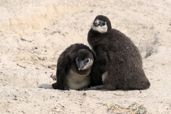 African penguin (Spheniscus demersus), two juveniles, Boulders Beach, Simonstown, Western Cape, South Africa, Africa