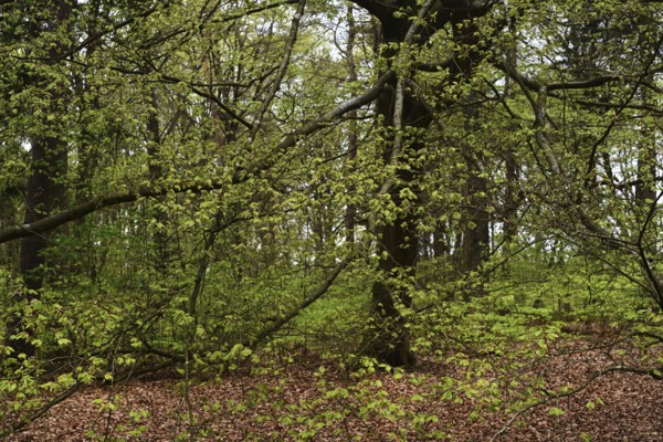 NL, Eesergroen: Spring shapes the landscape, cities and people in the province of Drenthe in the Netherlands. May green in April, forest in Drenthe, Eesergroen: Spring shapes the landscape, cities and people in the province of Drenthe in the Netherlands