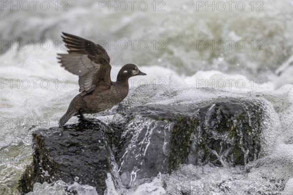 Harlequin duck (Histrionicus histrionicus), female, wings up, on a stone in a raging river, long exposure, Laxa River, Lake Myvatn, Iceland, Europe