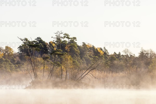 Scenics view with morning fog at a lake by a bog with pine trees in autumn