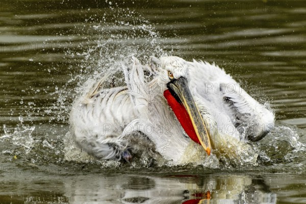 Dalmatian pelican (Pelecanus crispus), bathing, France, Europe