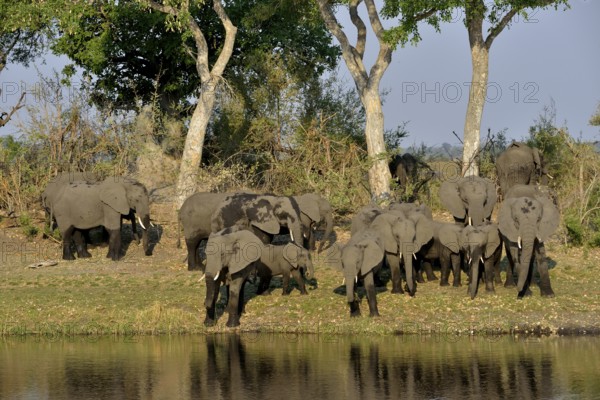 Elephant (Loxodonta africana) herd on the Cuando River, Bwabwata National Park, Zambezi Region, Caprivi Strip, Namibia, Africa