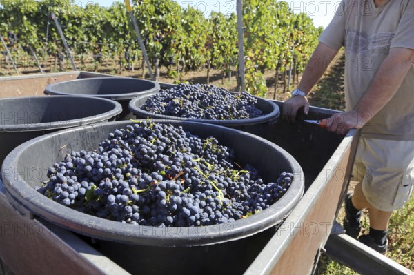 Grape grape harvest: Hand-picking Pinot Noir grapes in a vineyard in the Palatinate