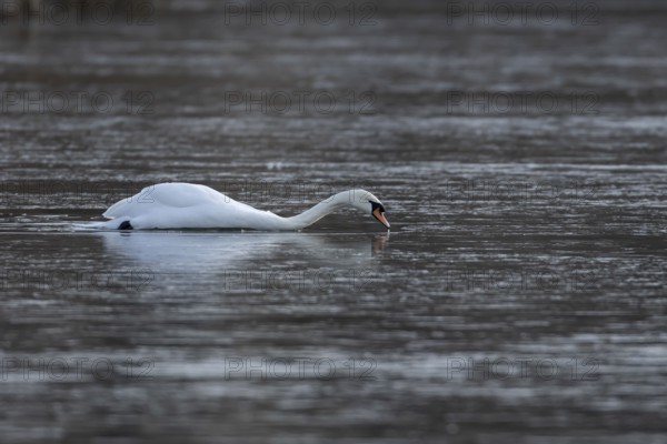 Mute swan (Cygnus olor) adult bird swimming across a frozen lake in the winter, Suffolk, England, United Kingdom, Europe