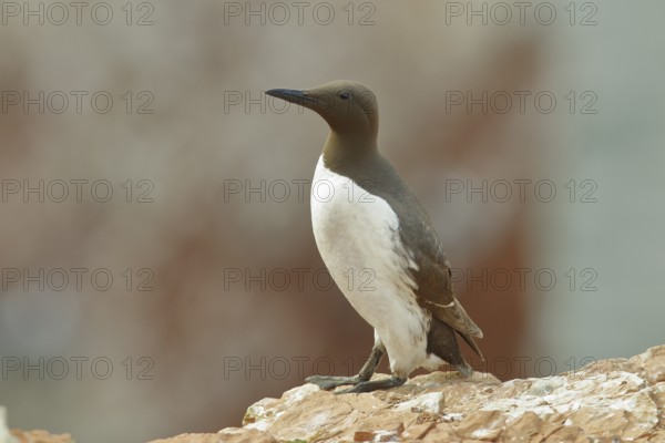 Common guillemot (Uria aalge), adult, on sandstone cliffs on the steep coast, Heligoland, North Sea, Germany, Europe