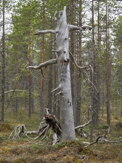 Pine tree (Pinus sylvestris), ancient, decayed stem, with woodpecker holes, ideal nesting place also for Hawk Owls, May, Finnish Lapland